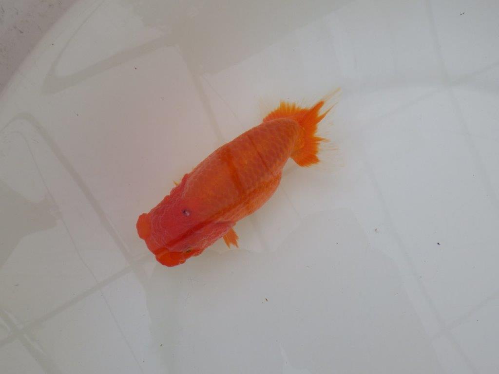 【浜松　松田　力三　氏】水槽でのご鑑賞お勧めらんちゅう　　約12,5㎝ メス？