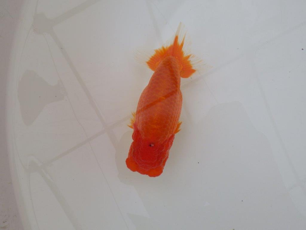 【浜松　松田　力三　氏】水槽でのご鑑賞お勧めらんちゅう　　約12,5㎝ メス？