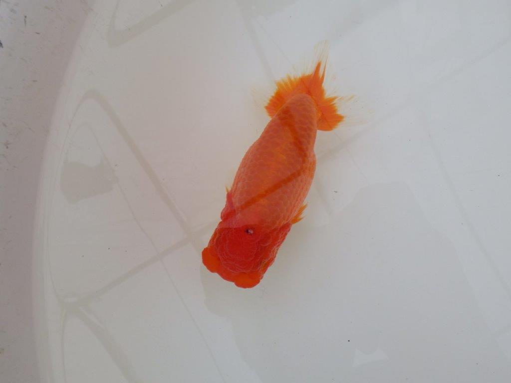 【浜松　松田　力三　氏】水槽でのご鑑賞お勧めらんちゅう　　約12,5㎝ メス？