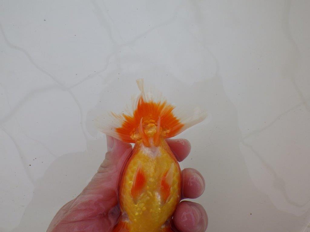 【浜松　松田　力三　氏】水槽でのご鑑賞お勧めらんちゅう　　約12,5㎝ メス？