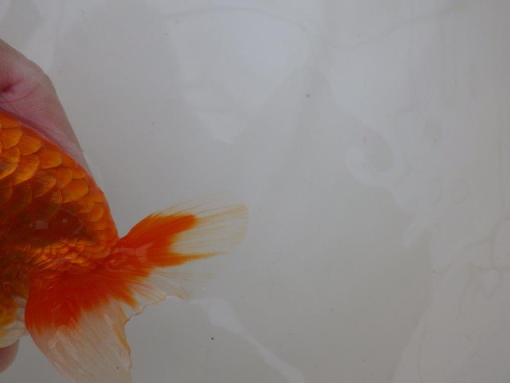 【浜松　松田　力三　氏】水槽でのご鑑賞お勧めらんちゅう　　約12,5㎝ メス？