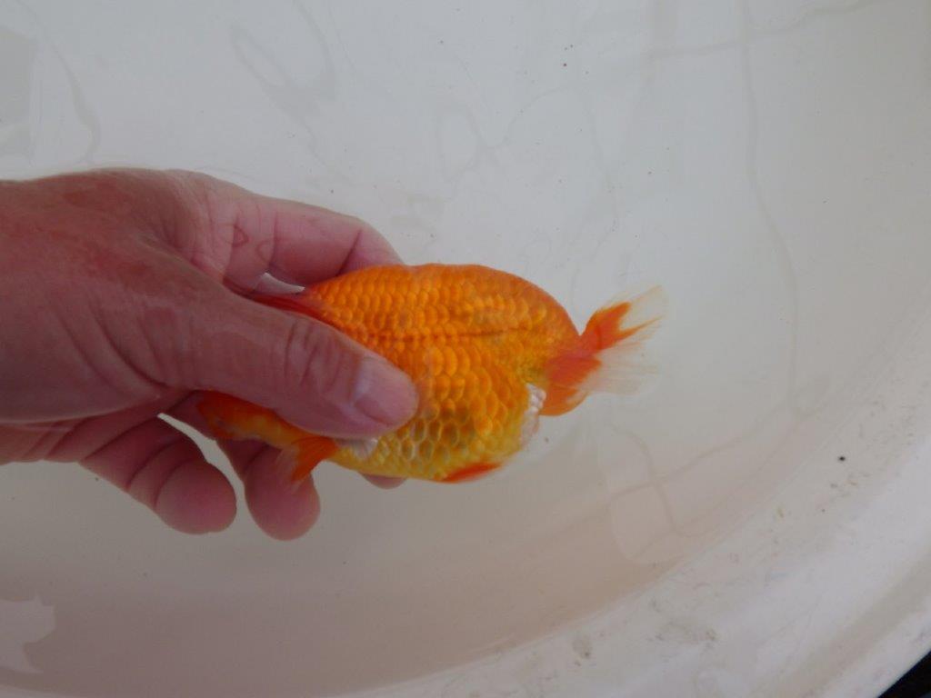 【浜松　松田　力三　氏】水槽でのご鑑賞お勧めらんちゅう　　約12,5㎝ メス？