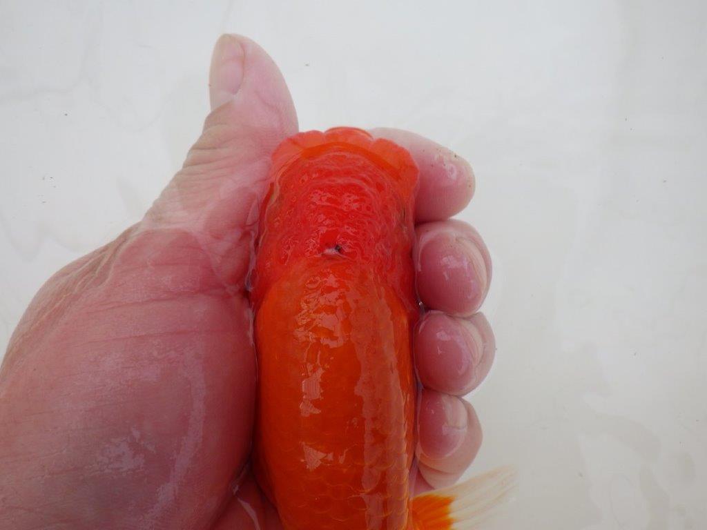 【浜松　松田　力三　氏】水槽でのご鑑賞お勧めらんちゅう　　約12,5㎝ メス？