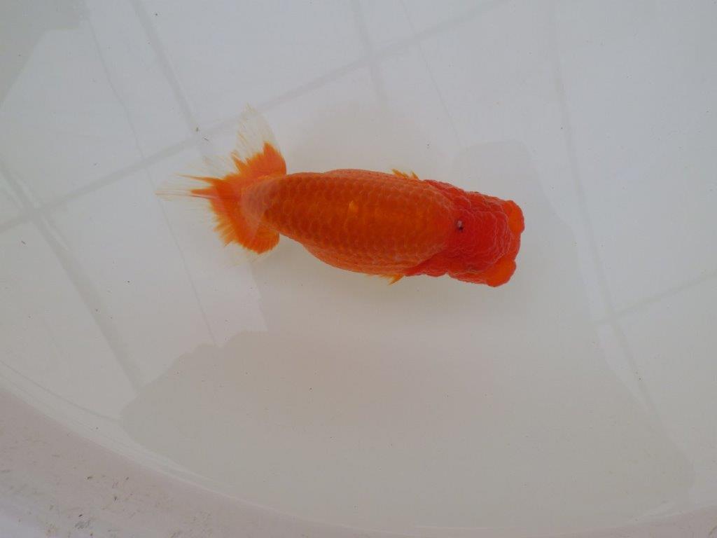 【浜松　松田　力三　氏】水槽でのご鑑賞お勧めらんちゅう　　約12,5㎝ メス？の上身