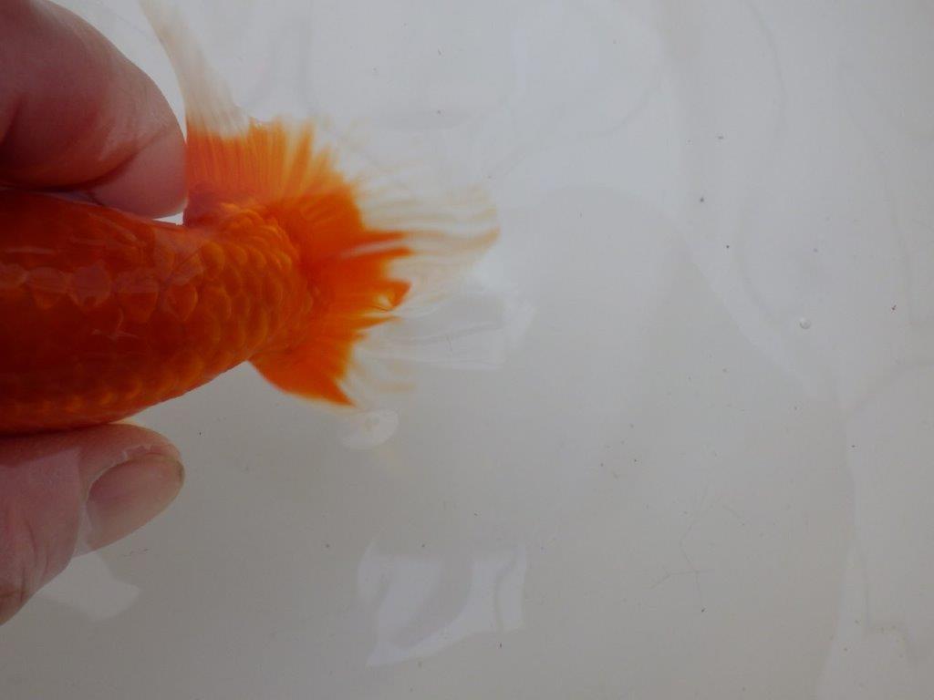 【浜松　松田　力三　氏】水槽でのご鑑賞お勧めらんちゅう　　約12,5㎝ メス？