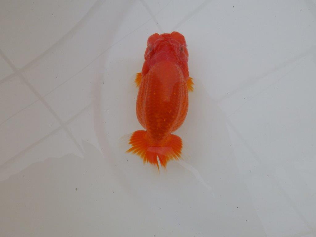 【浜松 松田 力三 氏】体高のある可愛いらんちゅう 約13㎝ メス?