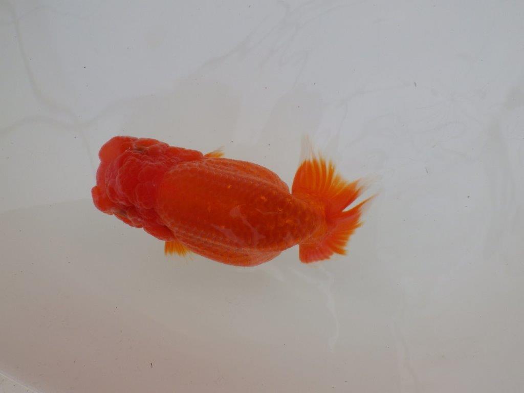 【浜松 松田 力三 氏】体高のある可愛いらんちゅう 約13㎝ メス?