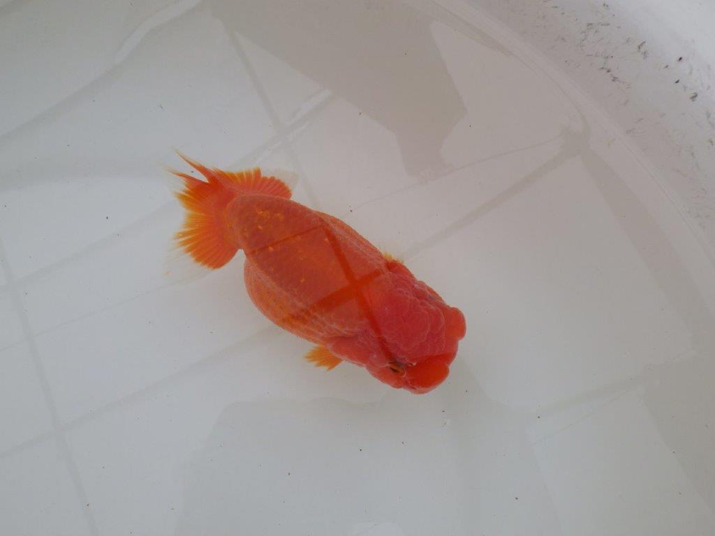 【浜松 松田 力三 氏】体高のある可愛いらんちゅう 約13㎝ メス?