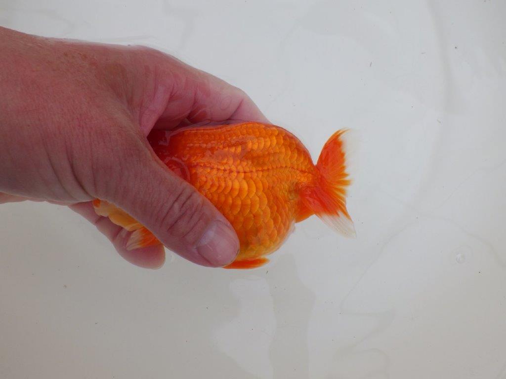 【浜松 松田 力三 氏】体高のある可愛いらんちゅう 約13㎝ メス?