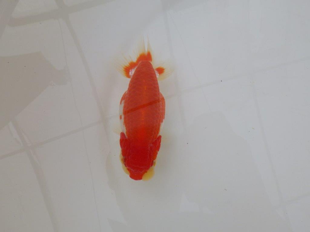 【浜松 松田 力三 氏】色艶が良く水槽映えらんちゅう 約12,5㎝ メス?