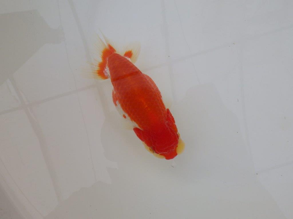 【浜松 松田 力三 氏】色艶が良く水槽映えらんちゅう 約12,5㎝ メス?