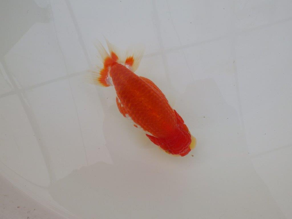 【浜松 松田 力三 氏】色艶が良く水槽映えらんちゅう 約12,5㎝ メス?