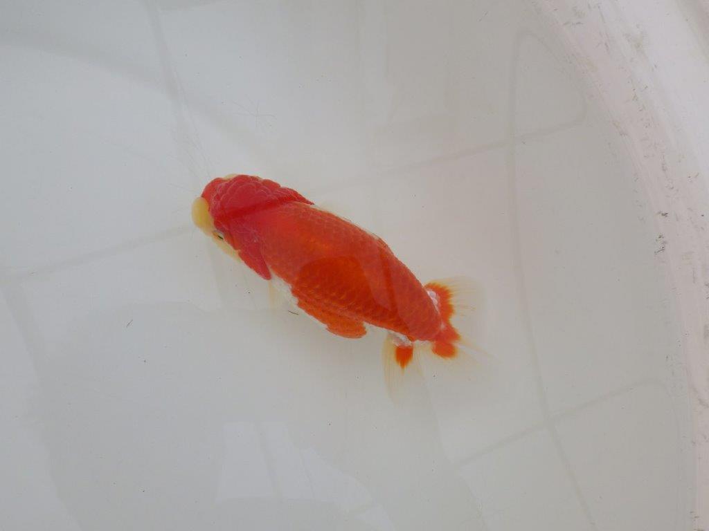 【浜松 松田 力三 氏】色艶が良く水槽映えらんちゅう 約12,5㎝ メス?