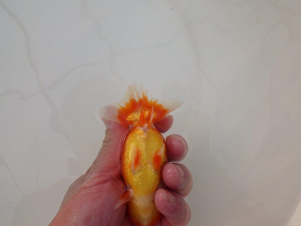 【浜松　松田　力三　氏】バランスの良いらんちゅう　　約11,5㎝ オス？