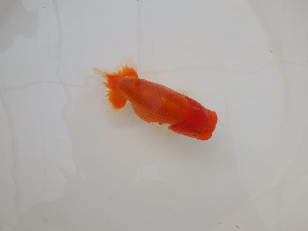 【浜松　松田　力三　氏】バランスの良いらんちゅう　　約11,5㎝ オス？