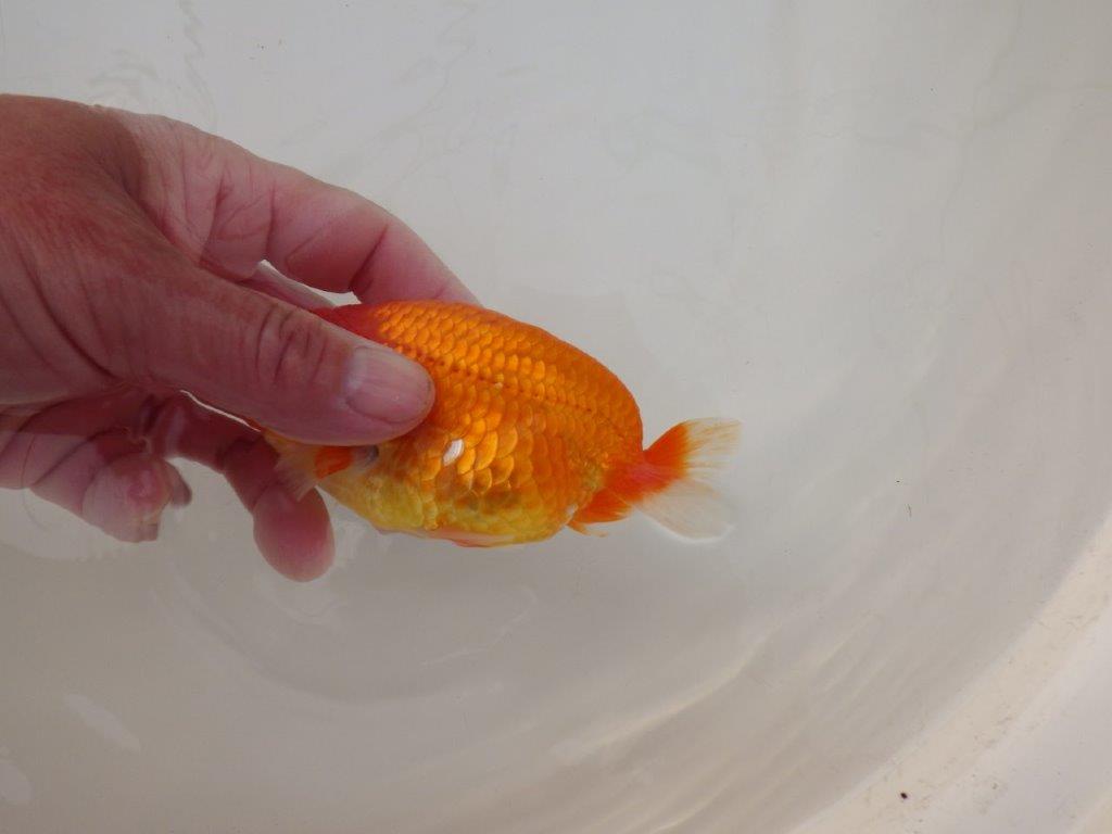 【浜松　松田　力三　氏】バランスの良いらんちゅう　　約11,5㎝ オス？