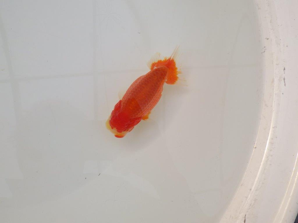 【浜松　松田　力三　氏】素晴らしい系統のらんちゅう　　約12㎝ オス？