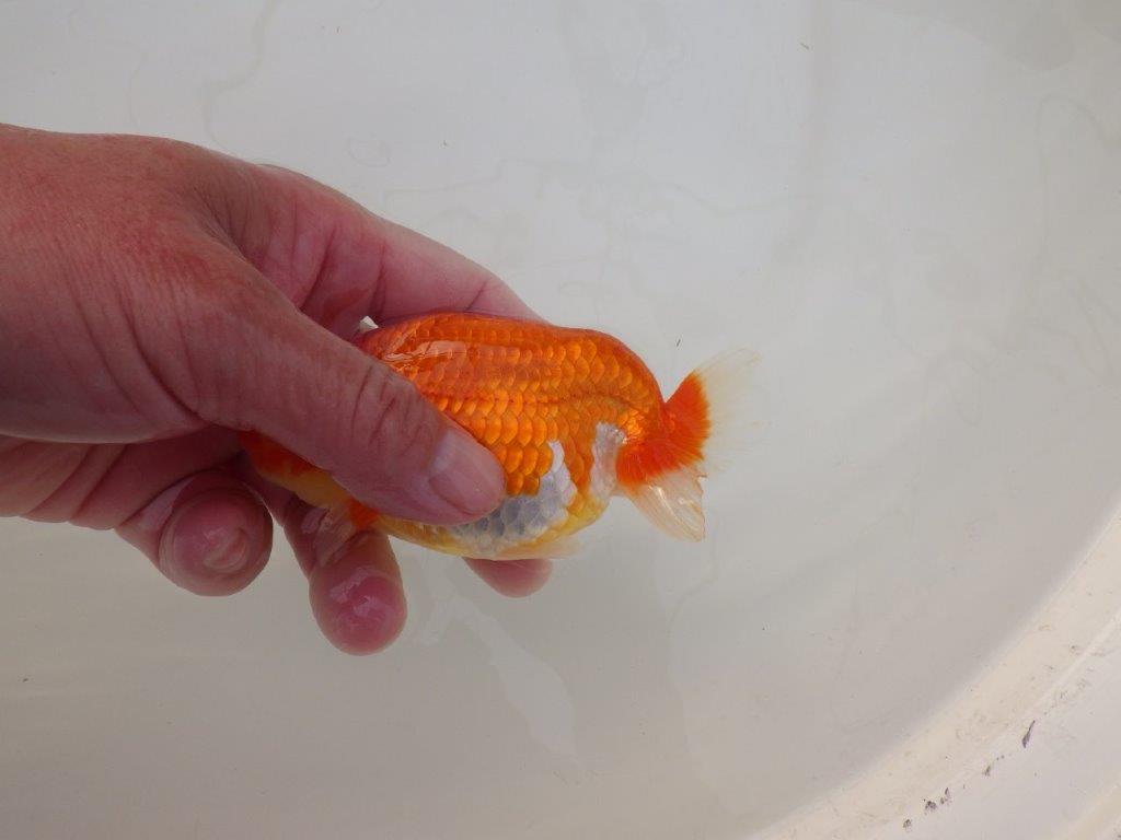 【浜松　松田　力三　氏】素晴らしい系統のらんちゅう　　約12㎝ オス？