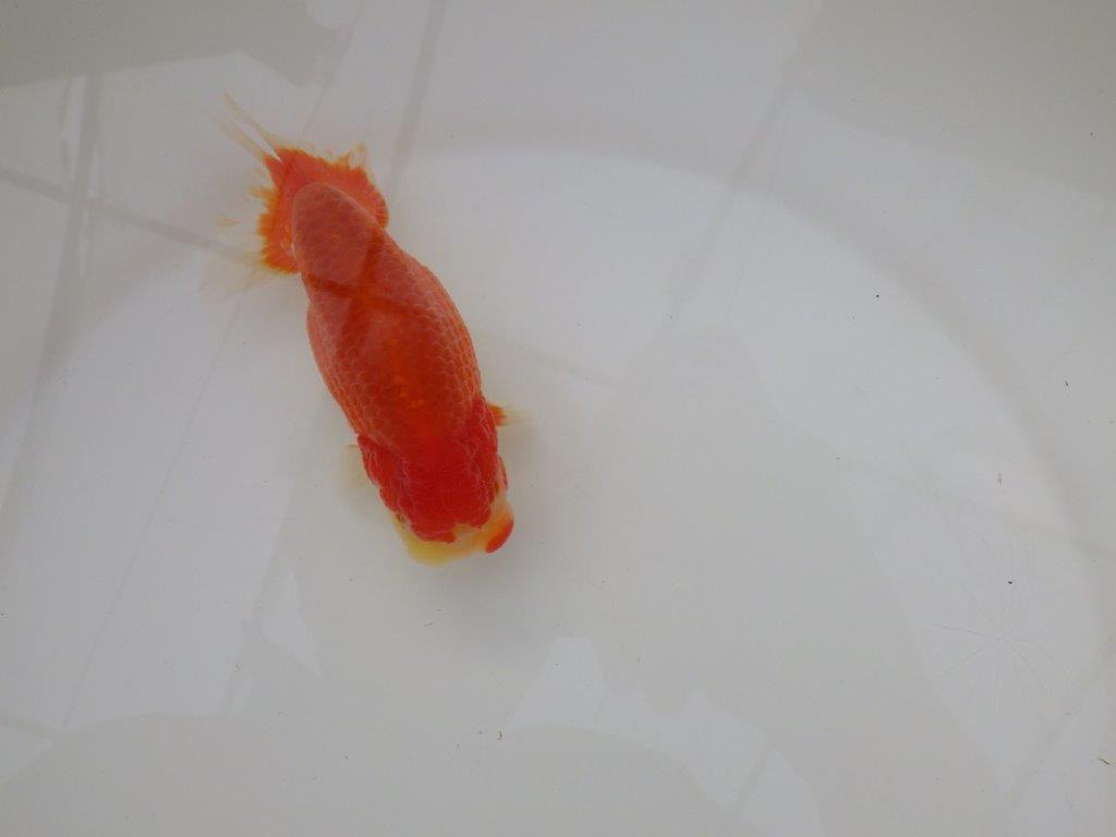 【浜松　松田　力三　氏】素晴らしい系統のらんちゅう　　約12㎝ オス？