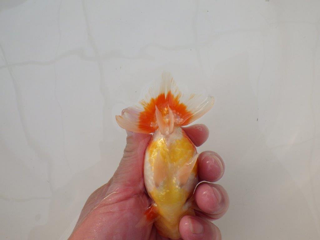 【浜松　松田　力三　氏】素晴らしい系統のらんちゅう　　約12㎝ オス？