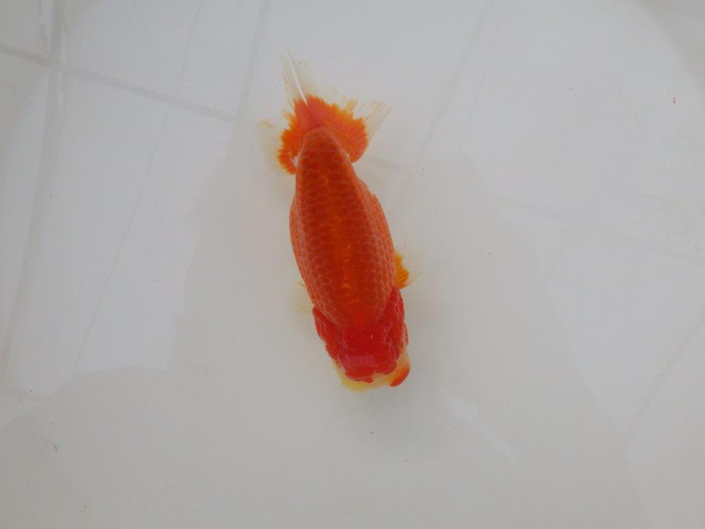 【浜松　松田　力三　氏】素晴らしい系統のらんちゅう　　約12㎝ オス？の上身