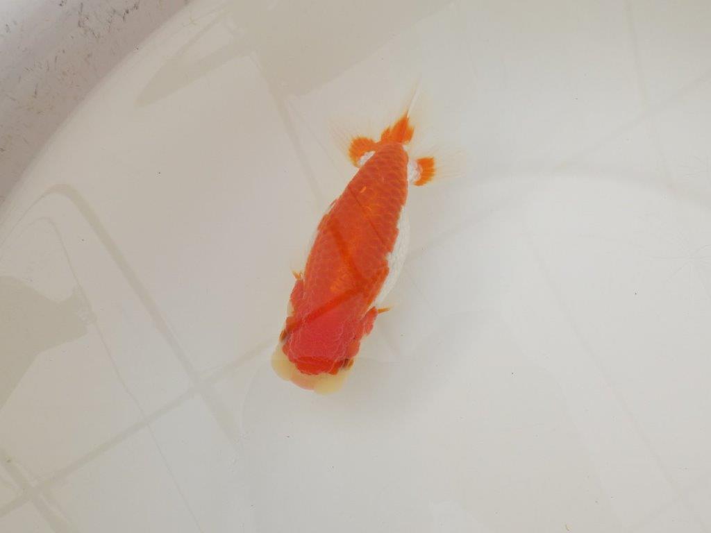 【浜松　松田　力三　氏】種にもお勧め極上系統のらんちゅう　　約13㎝ メス？