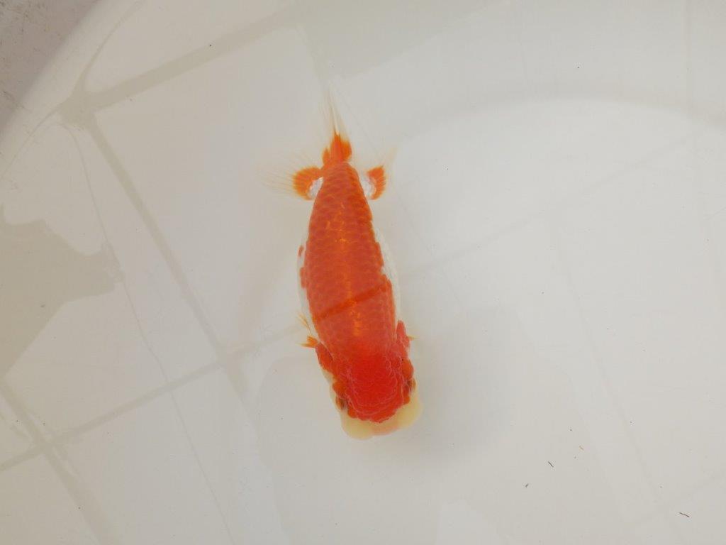 【浜松　松田　力三　氏】種にもお勧め極上系統のらんちゅう　　約13㎝ メス？