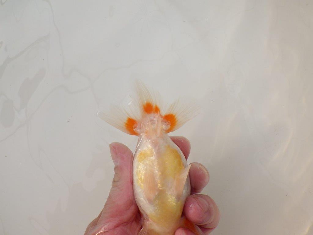 【浜松　松田　力三　氏】種にもお勧め極上系統のらんちゅう　　約13㎝ メス？