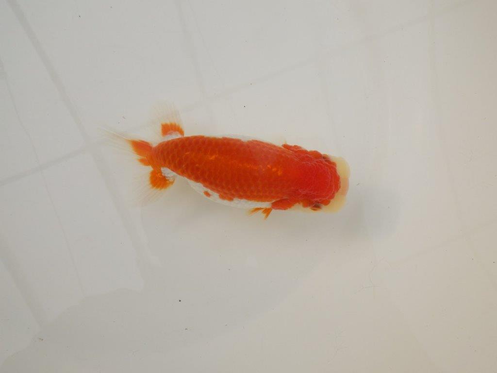 【浜松　松田　力三　氏】種にもお勧め極上系統のらんちゅう　　約13㎝ メス？