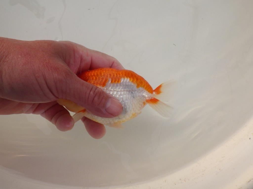 【浜松　松田　力三　氏】種にもお勧め極上系統のらんちゅう　　約13㎝ メス？