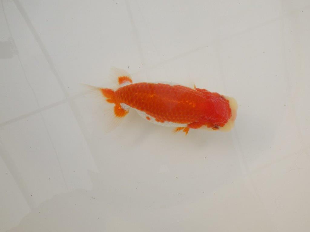 【浜松　松田　力三　氏】種にもお勧め極上系統のらんちゅう　　約13㎝ メス？