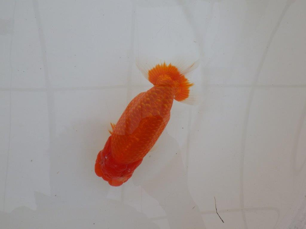 【浜松　松田　力三　氏】背幅のあるらんちゅう　　約15㎝ オス？