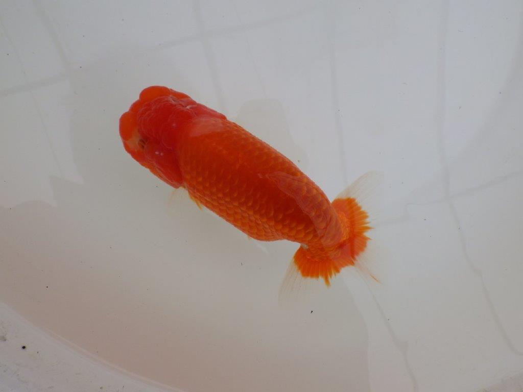 【浜松　松田　力三　氏】背幅のあるらんちゅう　　約15㎝ オス？の上身