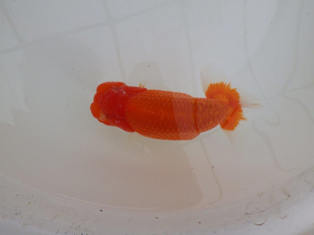 【浜松　松田　力三　氏】背幅のあるらんちゅう　　約15㎝ オス？