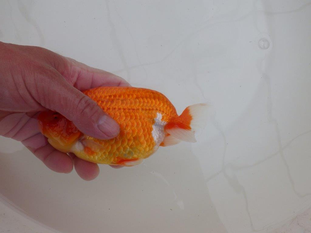 【浜松　松田　力三　氏】背幅のあるらんちゅう　　約15㎝ オス？