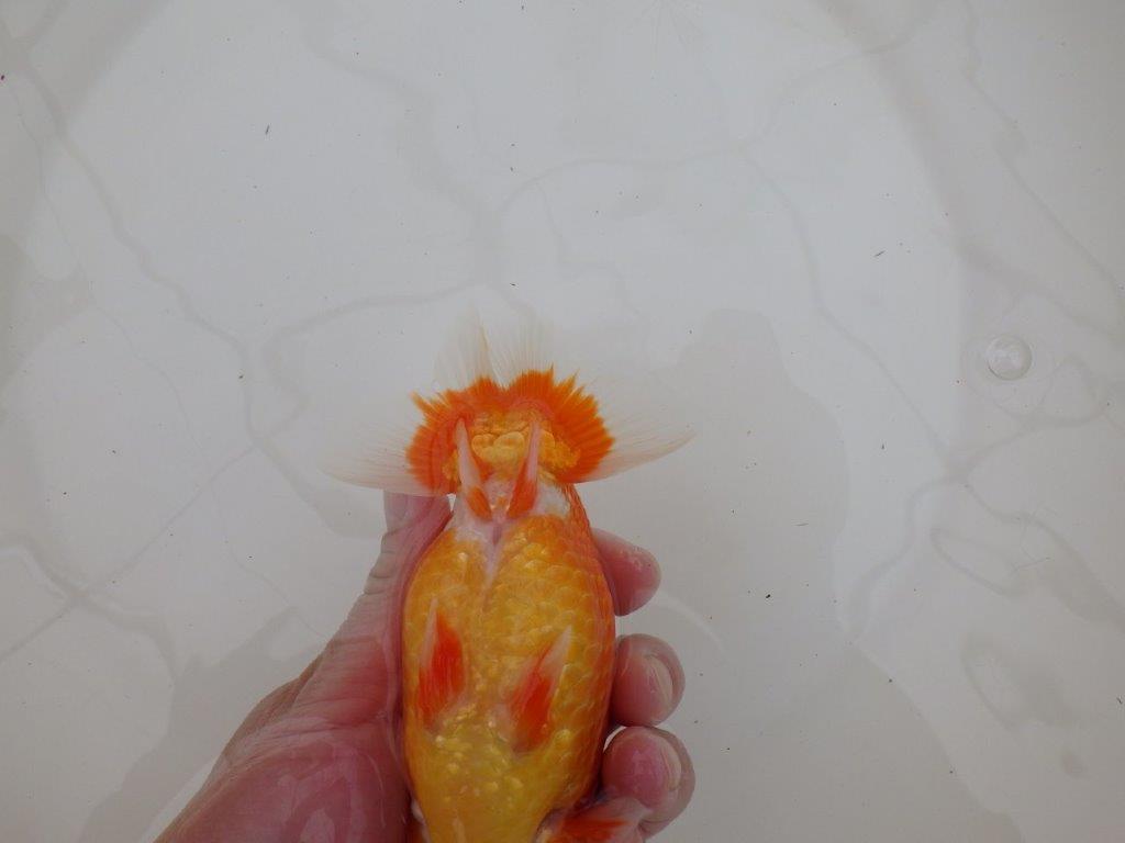 【浜松　松田　力三　氏】背幅のあるらんちゅう　　約15㎝ オス？