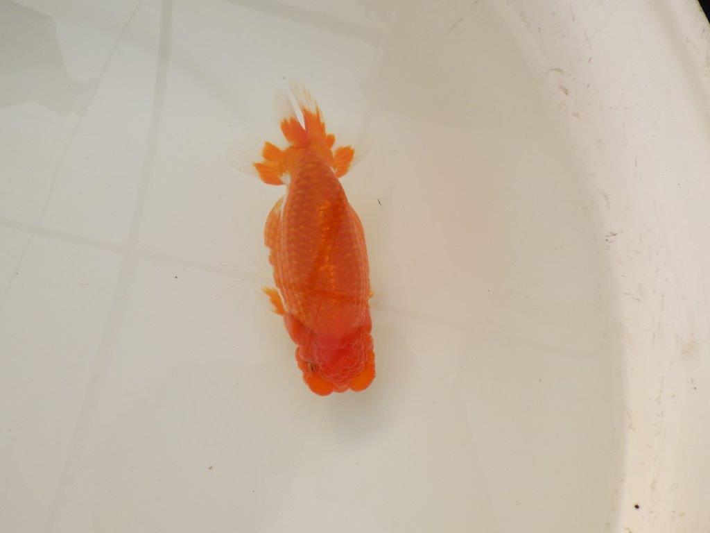 【浜松　松田　力三　氏】背のラインも綺麗で水槽映えらんちゅう　　約13㎝ オス？