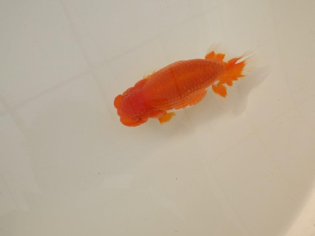 【浜松　松田　力三　氏】背のラインも綺麗で水槽映えらんちゅう　　約13㎝ オス？