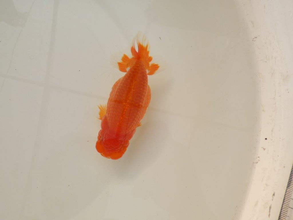【浜松　松田　力三　氏】背のラインも綺麗で水槽映えらんちゅう　　約13㎝ オス？