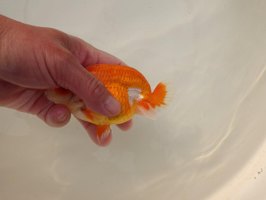 【浜松　松田　力三　氏】背のラインも綺麗で水槽映えらんちゅう　　約13㎝ オス？