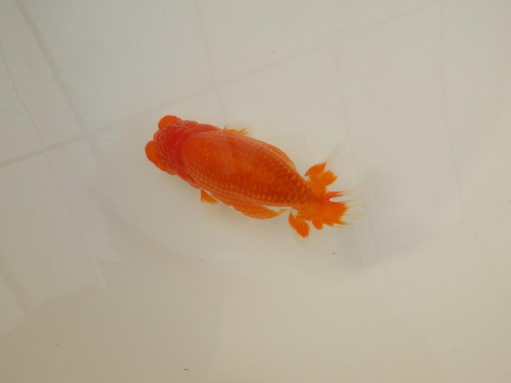 【浜松　松田　力三　氏】背のラインも綺麗で水槽映えらんちゅう　　約13㎝ オス？