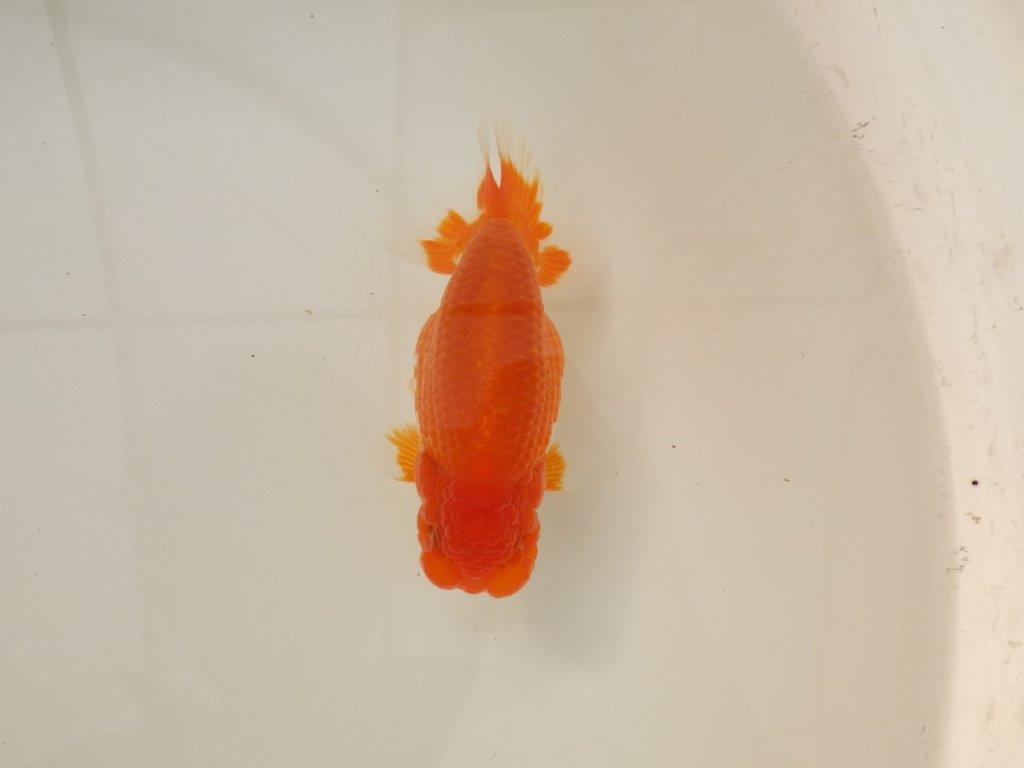 【浜松　松田　力三　氏】背のラインも綺麗で水槽映えらんちゅう　　約13㎝ オス？