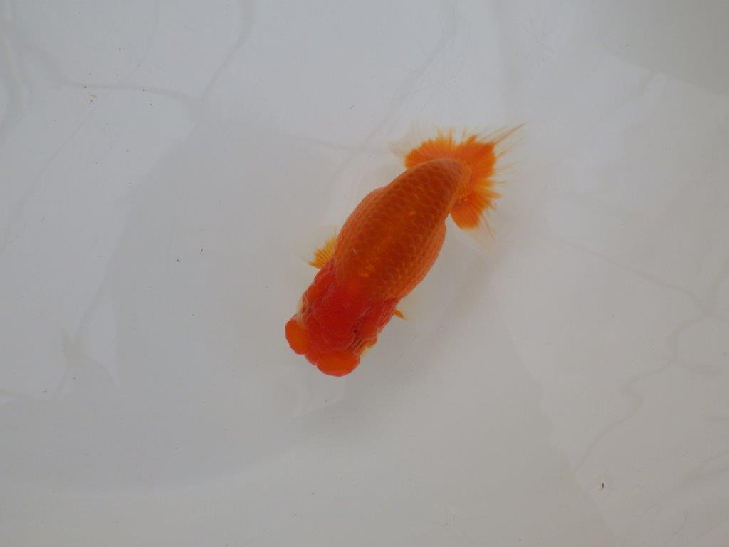 【浜松　松田　力三　氏】二歳で良くなるタイプのらんちゅう　　約11,5㎝ オス？