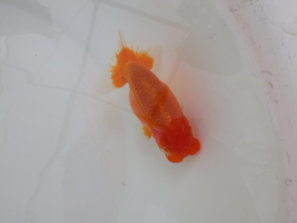 【浜松　松田　力三　氏】二歳で良くなるタイプのらんちゅう　　約11,5㎝ オス？