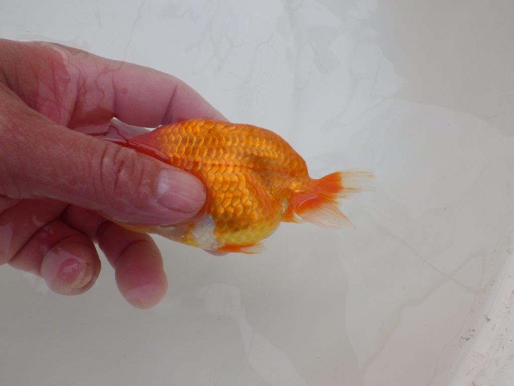 【浜松　松田　力三　氏】二歳で良くなるタイプのらんちゅう　　約11,5㎝ オス？