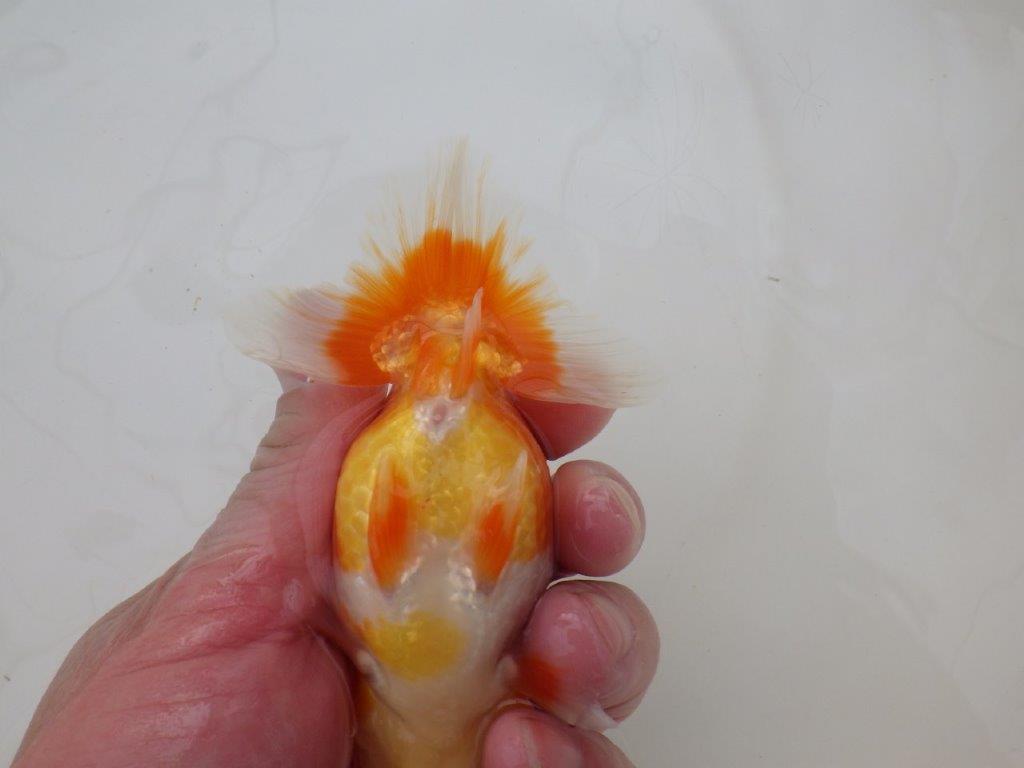 【浜松　松田　力三　氏】二歳で良くなるタイプのらんちゅう　　約11,5㎝ オス？