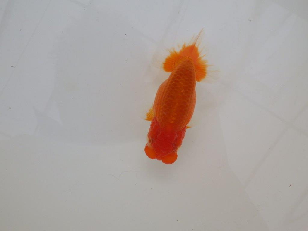 【浜松　松田　力三　氏】二歳で良くなるタイプのらんちゅう　　約11,5㎝ オス？