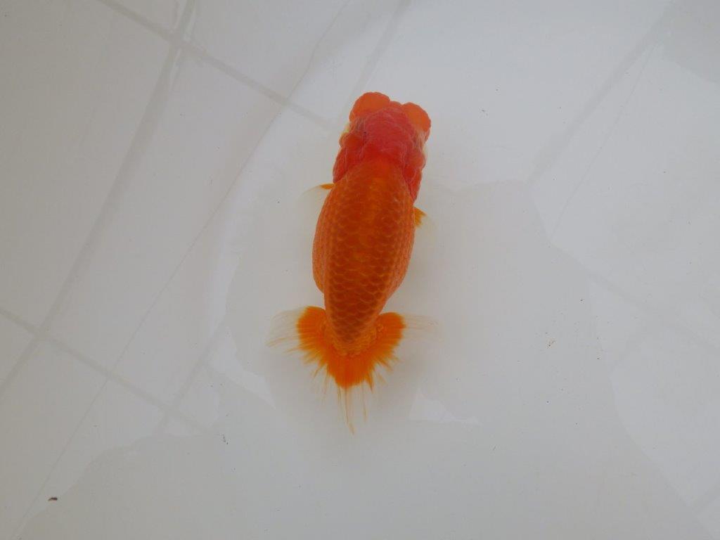 【浜松　松田　力三　氏】二歳で良くなるタイプのらんちゅう　　約11,5㎝ オス？