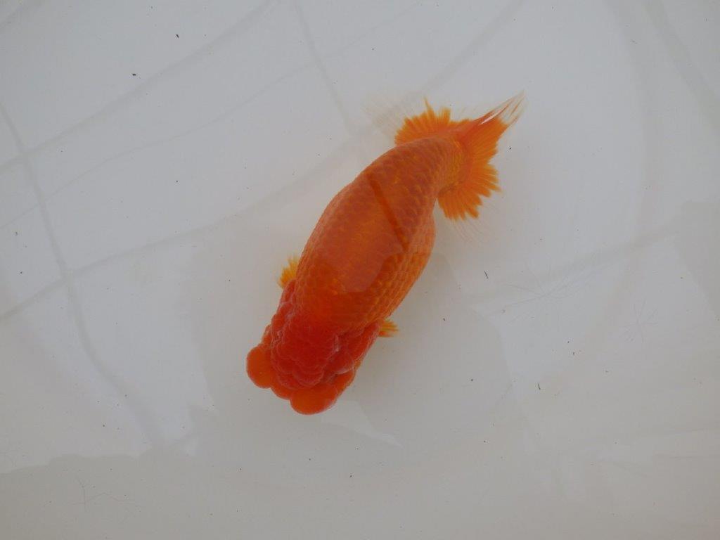 【浜松　松田　力三　氏】素晴らしい雰囲気で仕上がりそうならんちゅう　　約15㎝ オス？