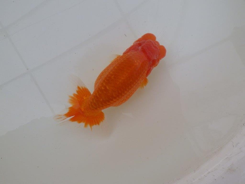 【浜松　松田　力三　氏】素晴らしい雰囲気で仕上がりそうならんちゅう　　約15㎝ オス？